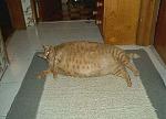 Click image for larger version

Name:	fat cat.jpg
Views:	195
Size:	113.5 KB
ID:	949865